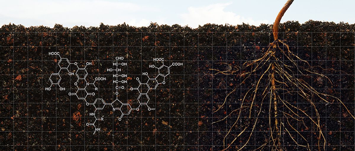 Humic acids help to create a healthy soil environment by improving soil structure and function. This in turn leads to better microbial activity, better water retention, and the more effective transfer of nutrients to the plant.