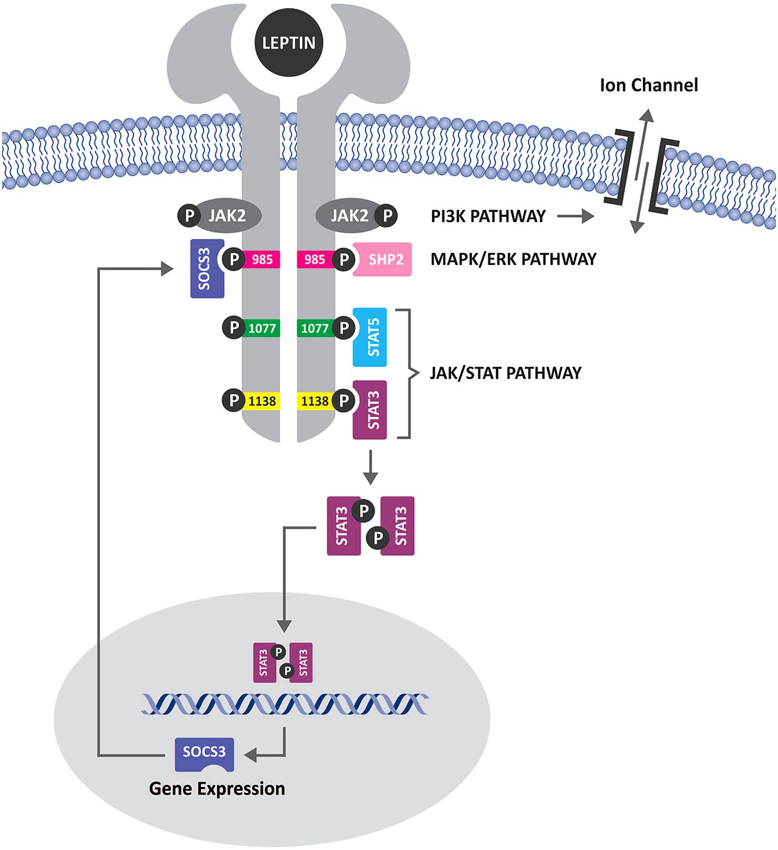 Leptin Resistance Figures