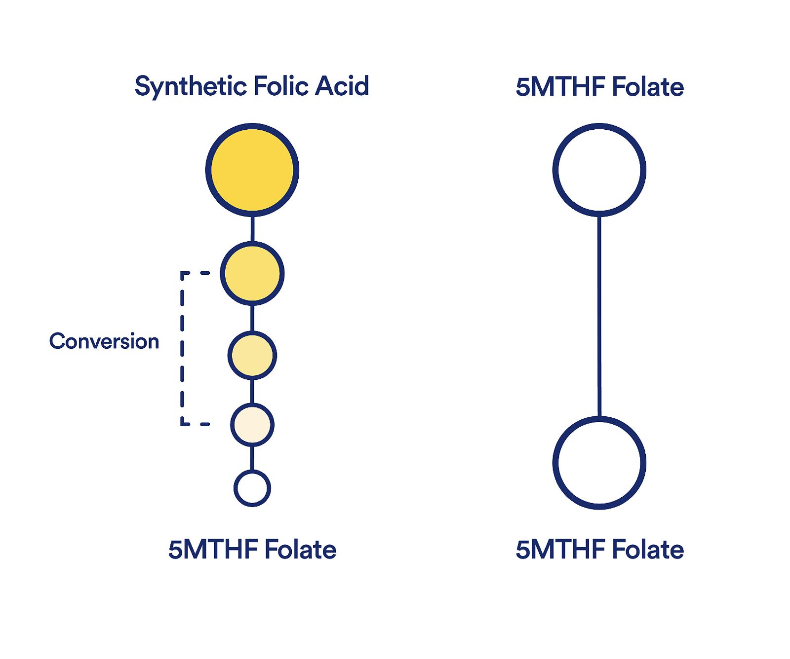 MTHF vs Folic Acid Comparison